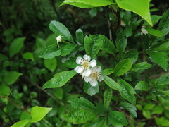 Crataegus cuneata