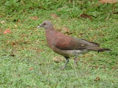 Nesoenas picturatus