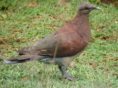 Nesoenas picturatus