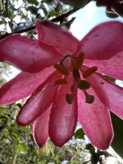 Passiflora lanata