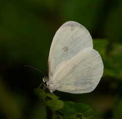 Leucidia elvina
