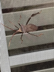 Acanthocephala declivis