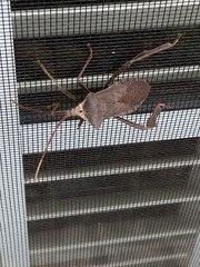 Acanthocephala declivis