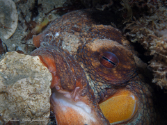 Octopus americanus