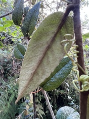 Passiflora lanata