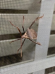 Acanthocephala declivis