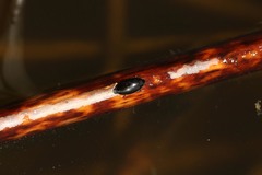 Gyrinus