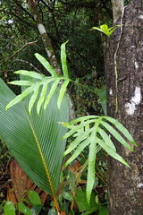 Microsorum scolopendria