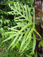 Microsorum scolopendria