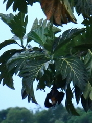 Pteropus seychellensis seychellensis