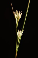 Rhynchospora macra image