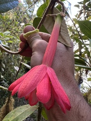 Passiflora lanata