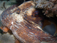 Octopus americanus