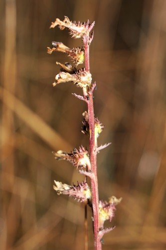 Lobelia brevifolia image