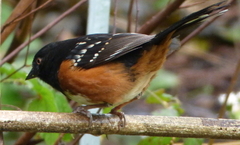 Pipilo maculatus oregonus