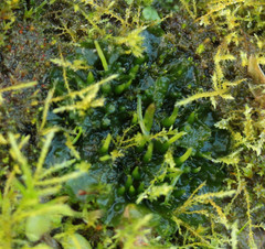 Phaeoceros carolinianus