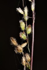Anthenantia