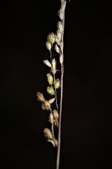 Anthenantia
