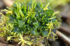 Phaeoceros carolinianus