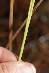 Anthenantia