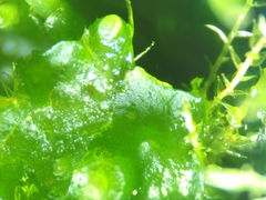 Phaeoceros carolinianus