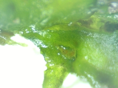 Phaeoceros carolinianus