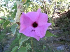 Hibiscus menzeliae