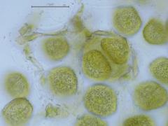 Phaeoceros carolinianus