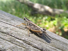 Dichroplus pratensis