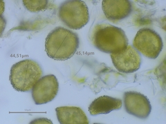 Phaeoceros carolinianus