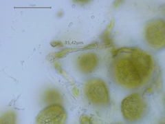 Phaeoceros carolinianus