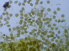 Phaeoceros carolinianus