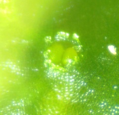 Phaeoceros carolinianus