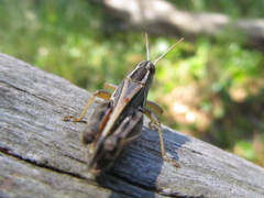 Dichroplus pratensis