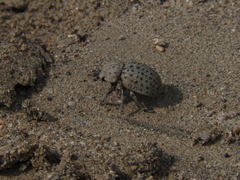 Omorgus pastillarius