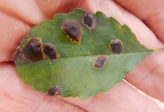 Phytophthora ilicis