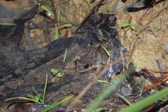 Pseudacris brachyphona