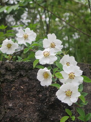 Rosa laevigata