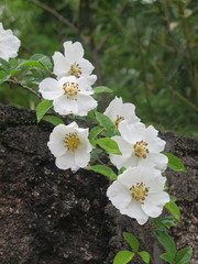 Rosa laevigata