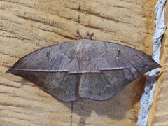 Lonomia electra