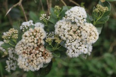 Ageratina tinifolia