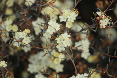 Phebalium tuberculosum