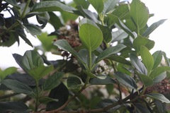 Ageratina tinifolia