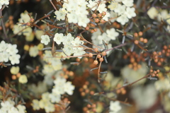 Phebalium tuberculosum