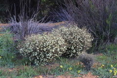 Phebalium tuberculosum