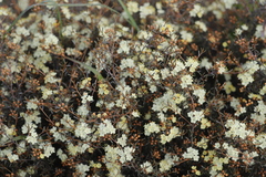 Phebalium tuberculosum