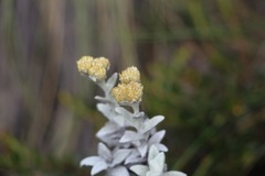 Achyrocline crassiceps