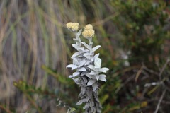 Achyrocline crassiceps
