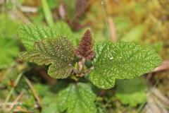 Rubus acanthophyllos