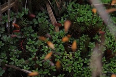 Arcytophyllum muticum